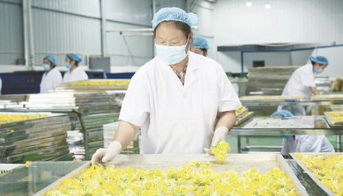 贵州山地食药材产业驶入发展快车道